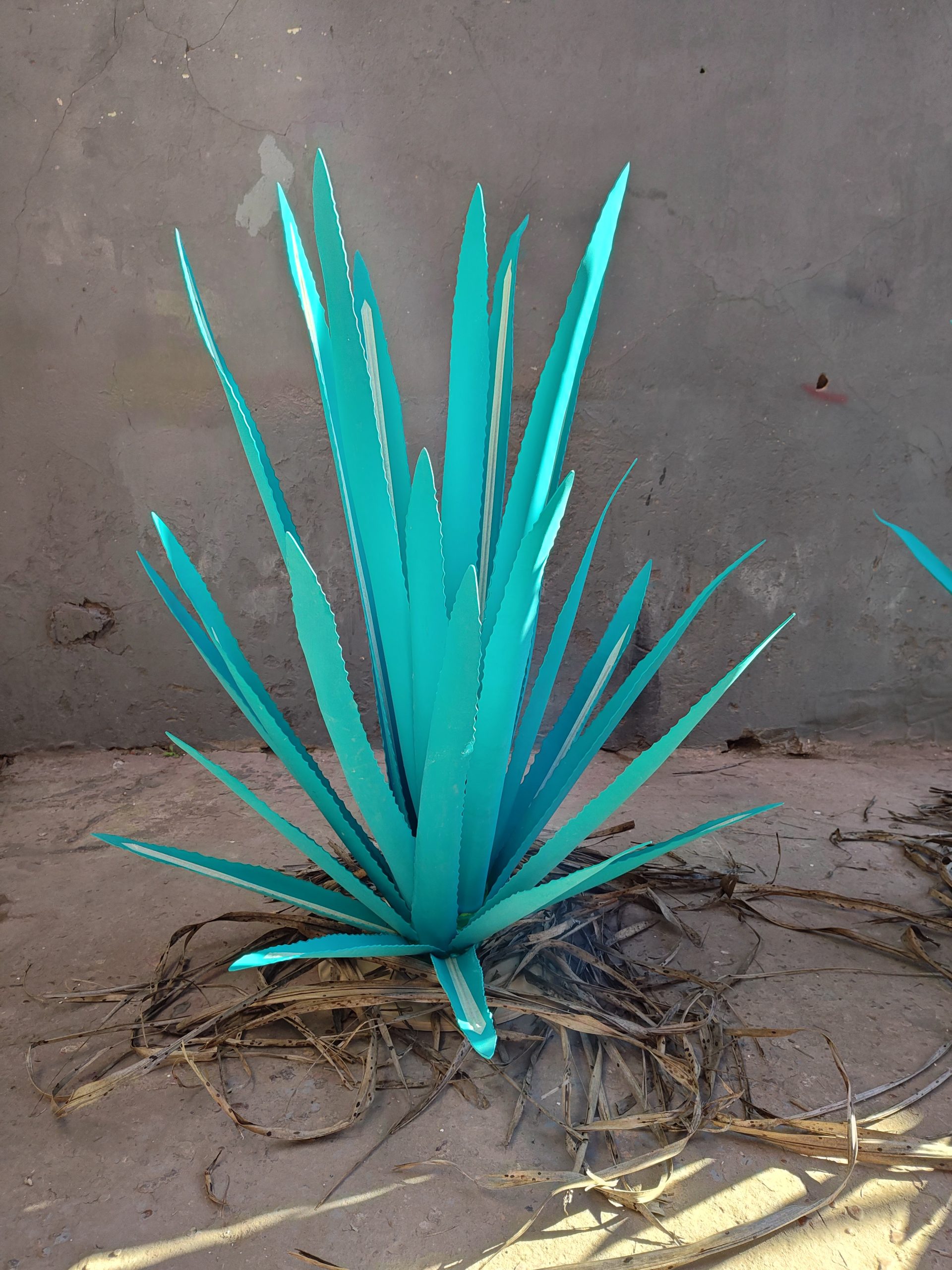Agaves