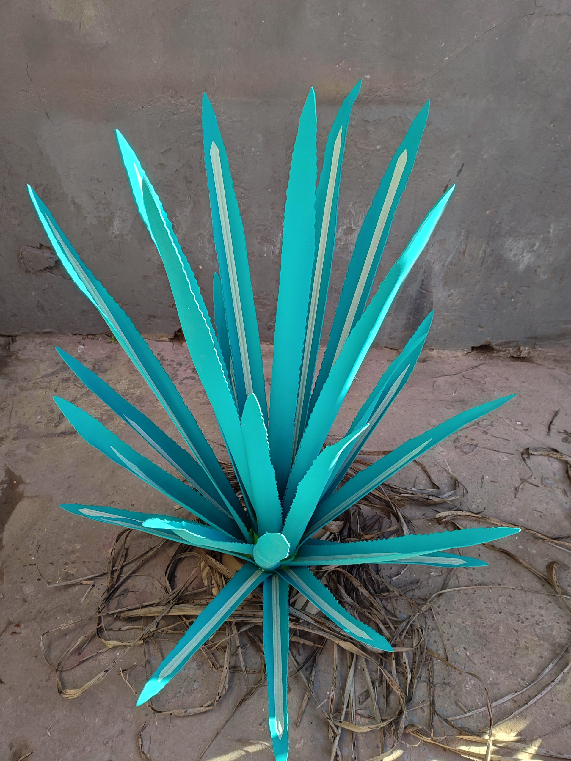 Agaves
