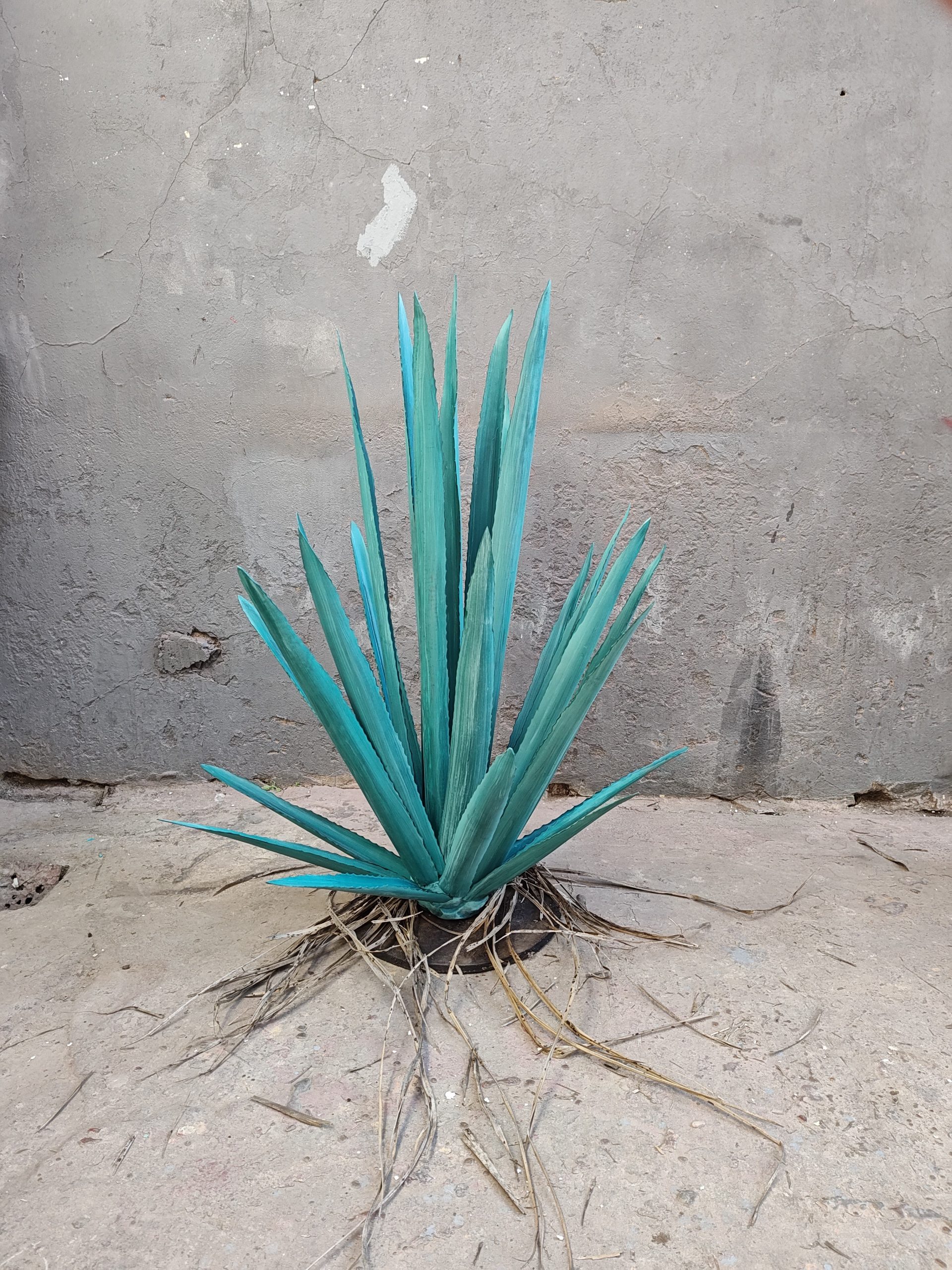 Agaves